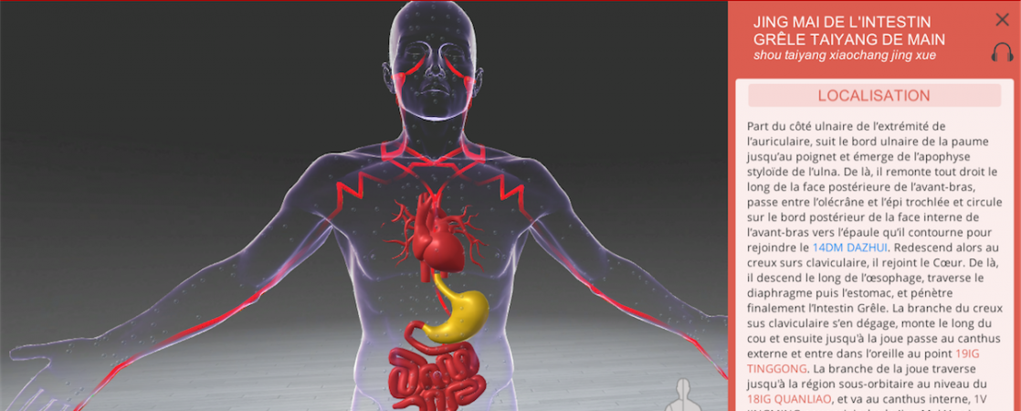 Associated organs